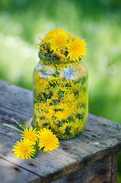 Yellow dandelion flowers stock photo