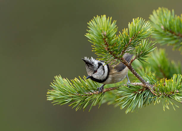 Crested Tit stock photo