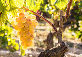 white grapes in a vine horizontal