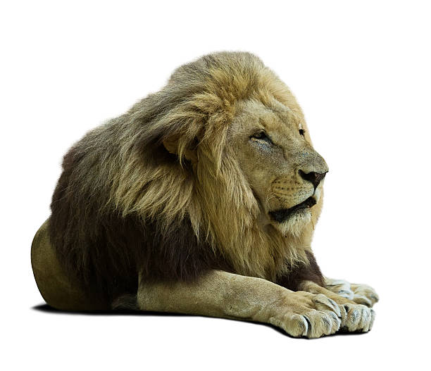 istock laying lion. Isolated  over white 475613060