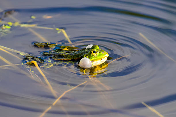 istock Croaking edible frog in a canal 475613824