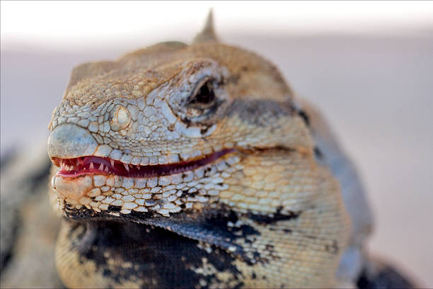 fear side of Varanus   mexico fear side of Varanus   in  mexico tulum monitor lizard stock pictures, royalty-free photos & images