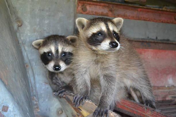 istock Young Raccoons at Play 475614364