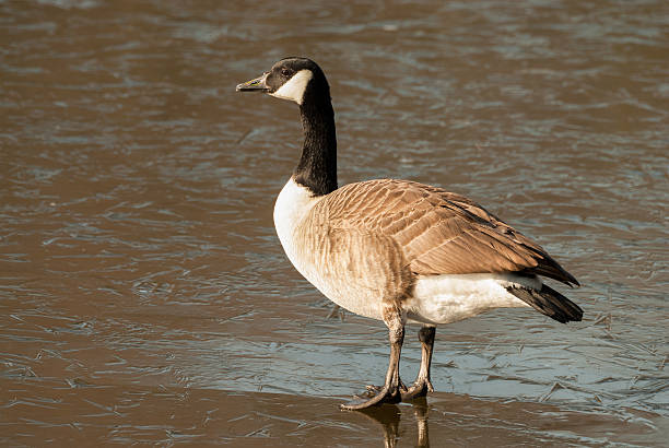 istock Canadian goose standing on ice 475614466