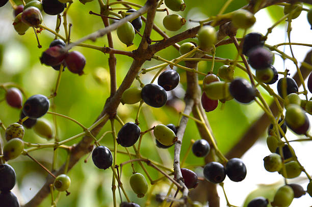 istock Organic jambolan fruits on tree 475617070