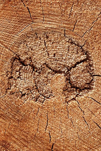 Old Tree Trunk Cross Section With Many Annual Rings Close-up Vertical Background Texture