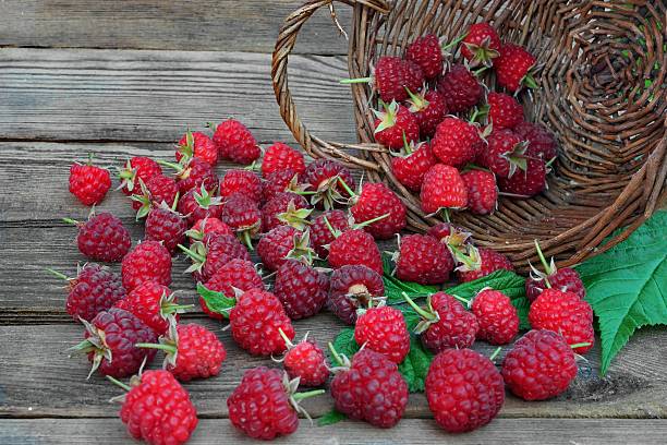 istock Many Ripe Raspberries With Leafs In Vintage Wicker Basket 475617296