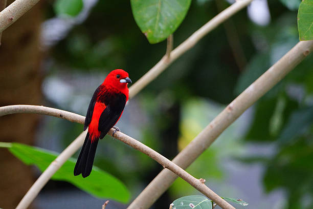 Beautiful red paradise tanager brazil bird The purple tanager (Ramphocelus bresilius) lives in southeastern Brazil. Their impressive red can hardly be found in the bird world. It was recorded with a professional camera. The resolution is outstanding. Please note more bird pictures of me. paradisaeidae stock pictures, royalty-free photos & images