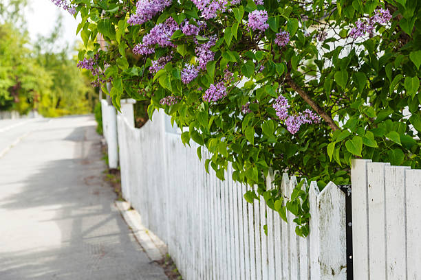 istock Lilac behind white painted wooden fence. 475617848