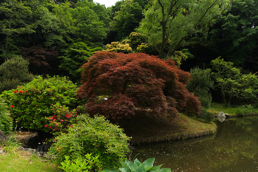 Japanese gardenJapanese garden