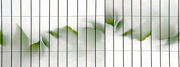 istock Chili leaves beind paper curtain 475618276
