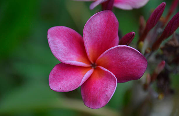 istock Soft-focus close-up of pink flowers 475620920