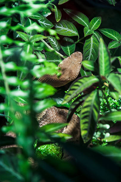 Snake lurking between leaves stock photo