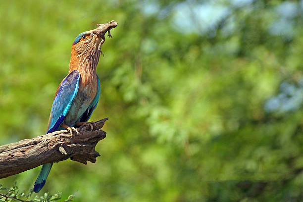 indian roller with prey indian roller with prey coracias benghalensis stock pictures, royalty-free photos & images
