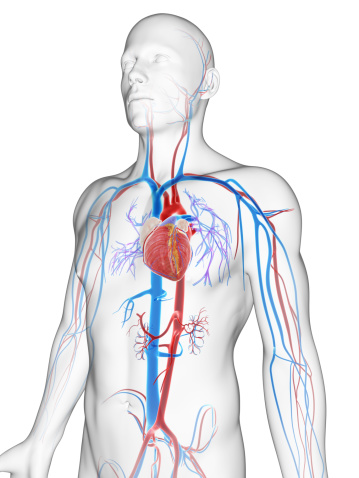 3d rendered illustration of the male vascular system