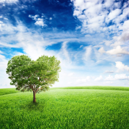 Green field with heart shape tree under blue sky. Beauty nature. Valentine concept background
