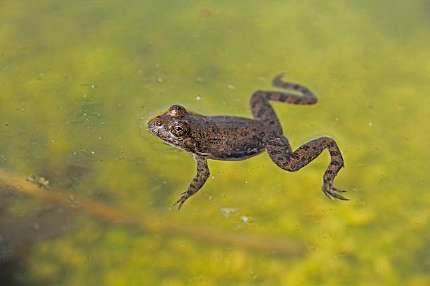 istock Indian Skipper, Skittering Frog, Euphlyctis cyanophlyctis 475623573