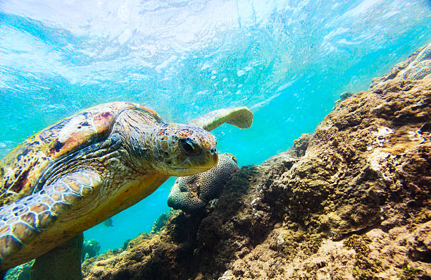 istock The green sea turtle (Chelonia mydas), Hikkaduwa. 475626140