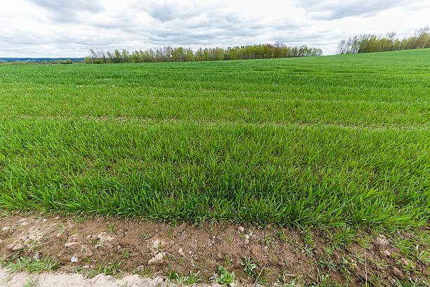 istock Winter wheat field in Belarus, Eastern Europe, at early spring 475626312