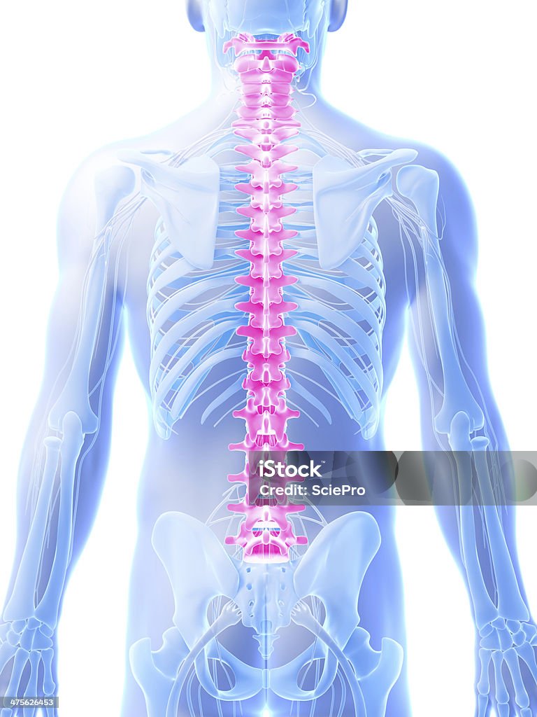 Dolor de espalda y los nervios de la columna vertebral - Foto de stock de Aleta dorsal libre de derechos