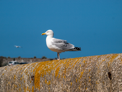 Herring gull on the sea wall, St Ives