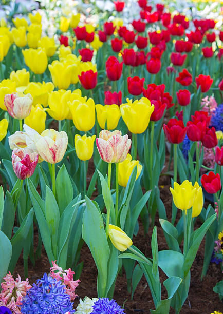 istock Colorful tulips garden 475627955