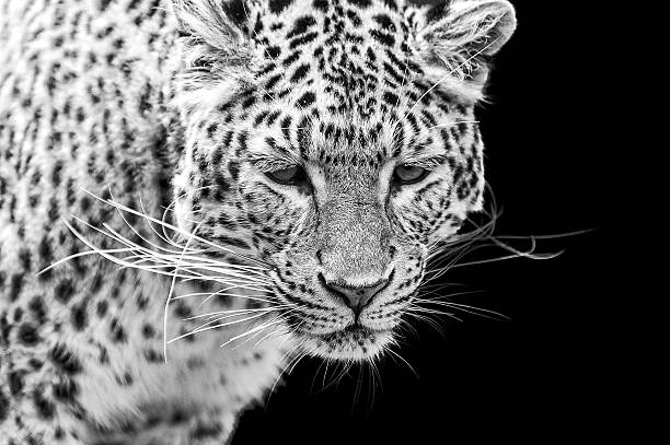 istock Portrait of Amur Leopard in black and white 475628533