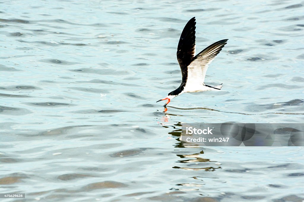 Black Skimmer Feeding While Flying and Skimming Over Water Black Skimmer Bird (related to the Terns) Feeding While Flying and Skimming Over The Water with it's lower mandible in the water until it hits a minnow or something to eat and then it snaps its mouth shut and has lunch. This artistic horizontal stock-photo was take outside in nature. 2015 Stock Photo