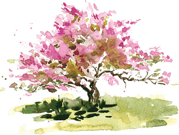 cherry blossom tree - flower bed spring flower tree stock illustrations