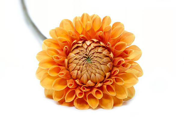 istock Blooming Dahlia flower on white background 475631697