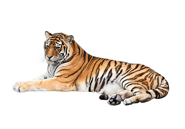 Siberian tiger isolated on white background Portrait of a lying siberian tiger isolated on white background tawny stock pictures, royalty-free photos & images