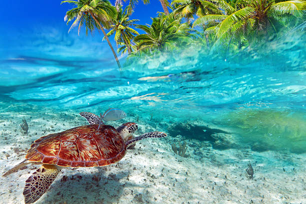 istock Caribbean Sea scenery with green turtle 475631875