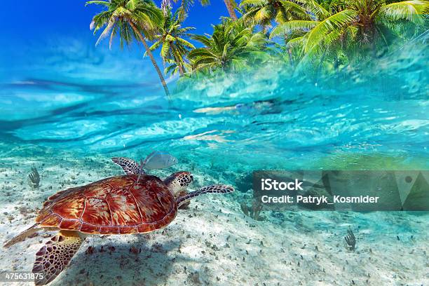Caribbean Sea Scenery With Green Turtle Stock Photo - Download Image Now - Turtle, Mexico, Caribbean Sea