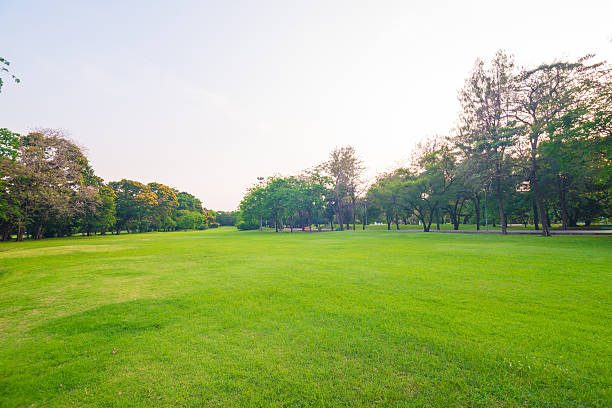 istock Green lawn in city park 475632618