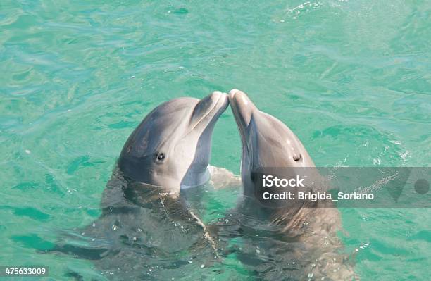 Foto de Dois Golfinhos Beijando e mais fotos de stock de Beijar - Beijar, Animal, Golfinho - Cetáceo