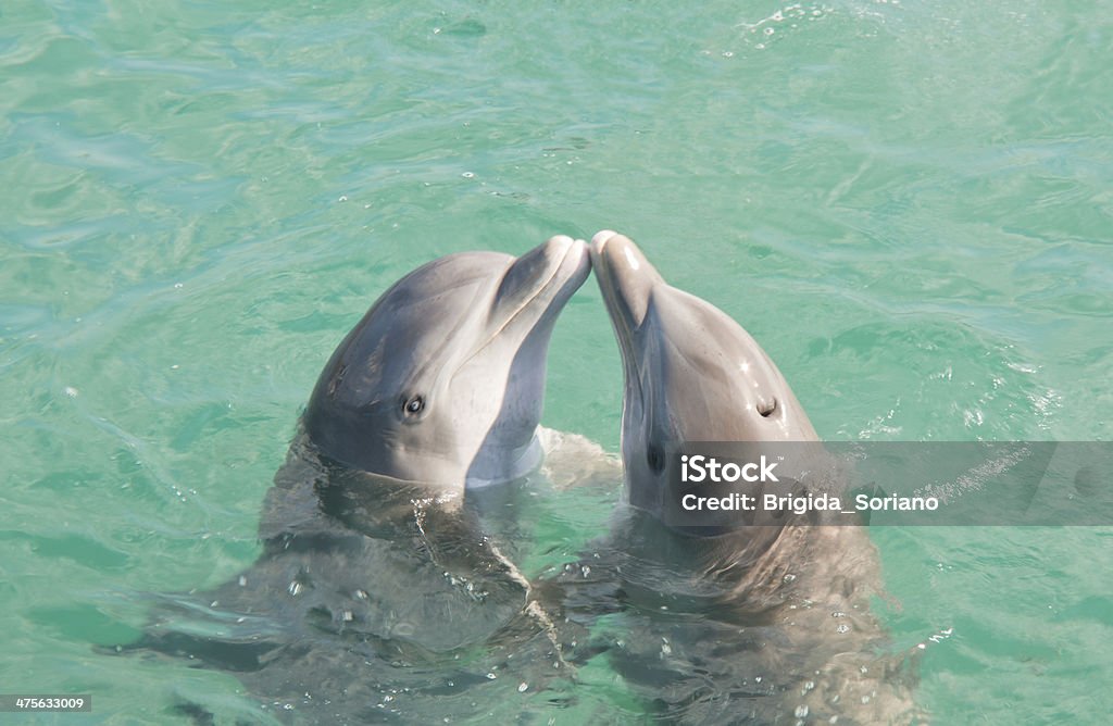 Двух дельфинов Целовать - Стоковые фото Целовать роялти-фри