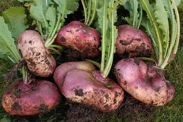 Red turnips bunch