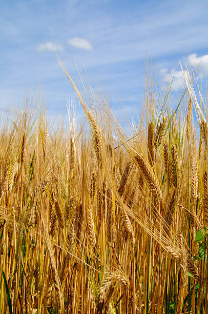 istock Wheat field on a sunny day in Bavaria 475634864