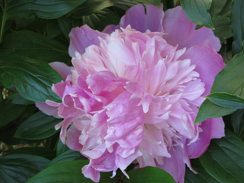 Close-up image of single light pink peony in full bloom against green leaves.