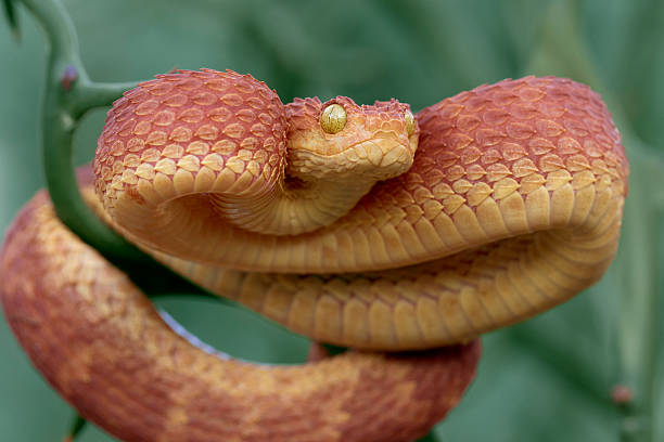 istock Poisonous Bush Viper (Atheris squamigera) Rare Red Phase 475635550