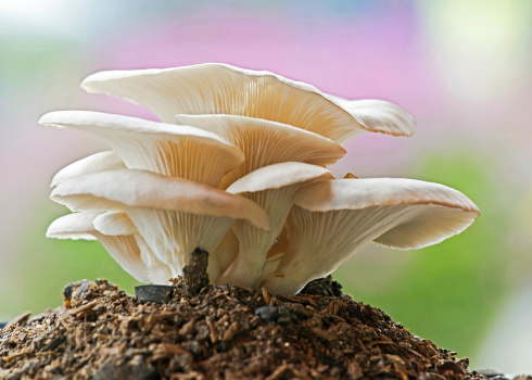 Bunch of Osyster mushrooms close up (Pleurotus ostreatus (Lacq.ex Fr.)Quel)