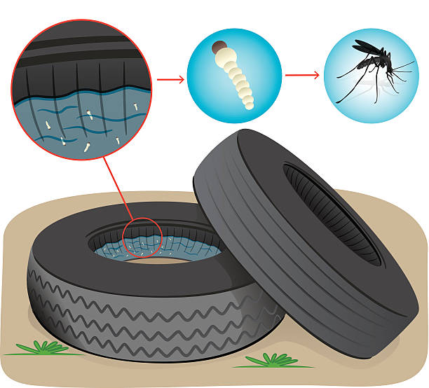 Nature, tires with stagnant water with fly breeding mosquitoes Nature, tires with stagnant water with fly breeding mosquitoes. Ideal for informational and institutional sanitation and related care larva stock illustrations