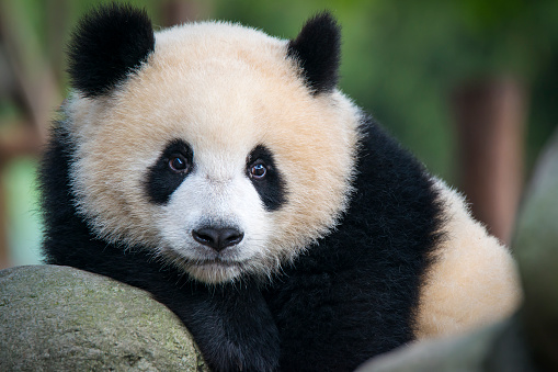 A juvenile Giant Panda bear (Ailuropoda melanoleuca). The panda is a conservation reliant endangered species.