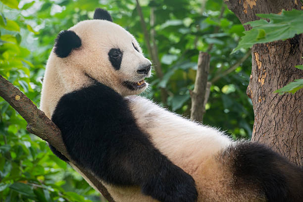 istock Giant Panda bear  (Ailuropoda melanoleuca) sitting in a tree 475636560