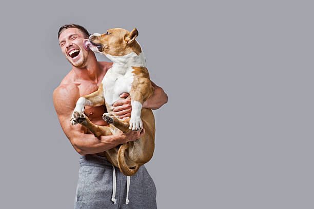 Friendship Man smiling and holding his dog (american staffordshire terriere). Studio shot. pit bull power stock pictures, royalty-free photos & images