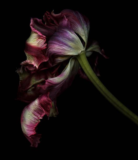 sécher tulipe perroquet isolé sur fond noir - single flower flower isolated tulip photos et images de collection
