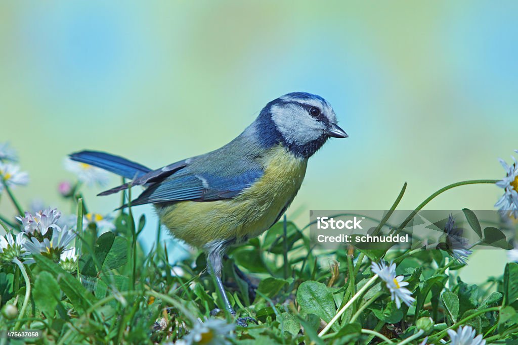 Blue tit with daisies Blue tit with daisies,Eifel,Germany. Grass Stock Photo