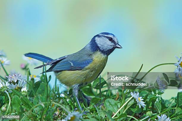 Blue Tit With Daisies Stock Photo - Download Image Now - Grass, Titmouse, Yard - Grounds