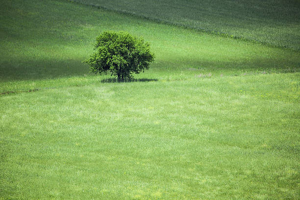 istock Single Oak Tree With Green Leaves In Field 475637070