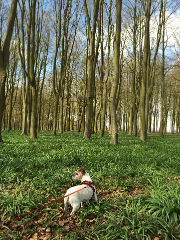 Jack russell terrier on a lead in the woods in Oxford England